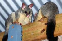 Best SES Possum Removal Brisbane image 2